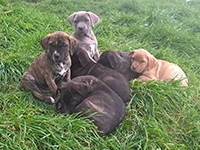 cuccioli cane corso 